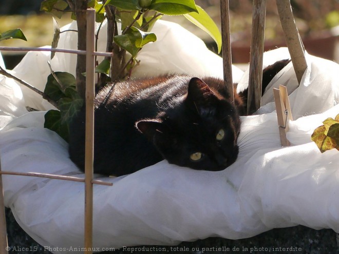 Photo de Chat domestique