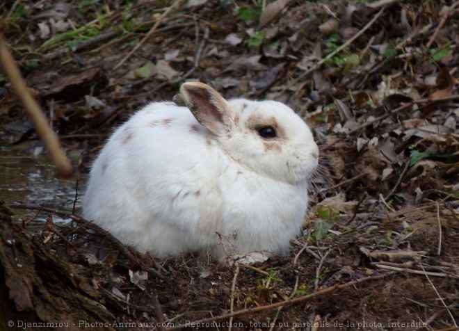 Photo de Lapin