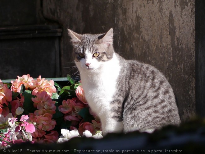 Photo de Chat domestique