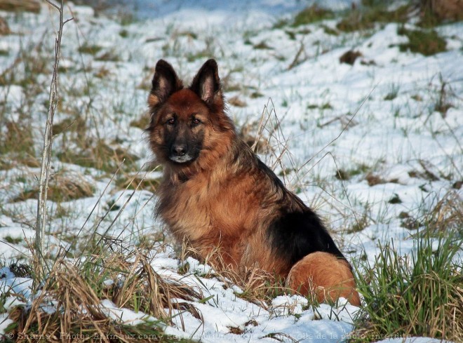 Photo de Berger allemand  poil court