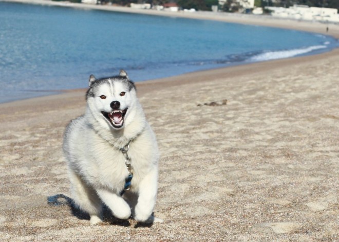 Photo de Husky siberien