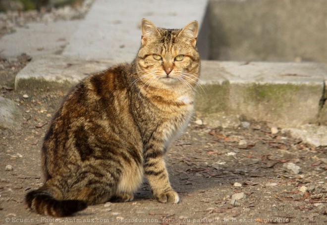 Photo de Chat domestique