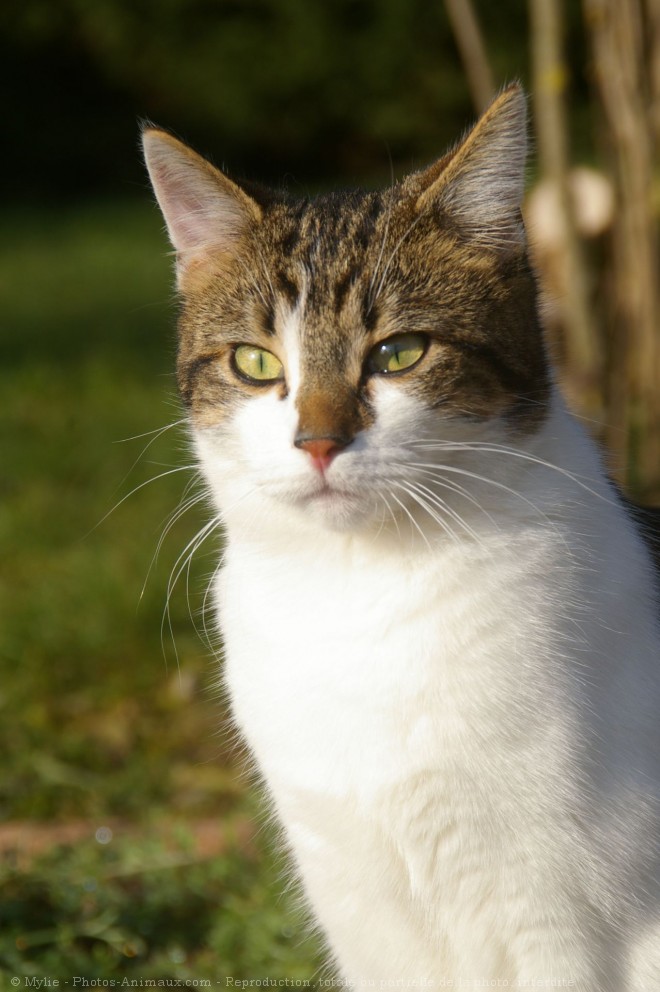 Photo de Chat domestique