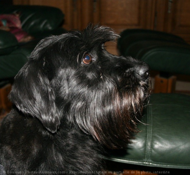 Photo de Schnauzer