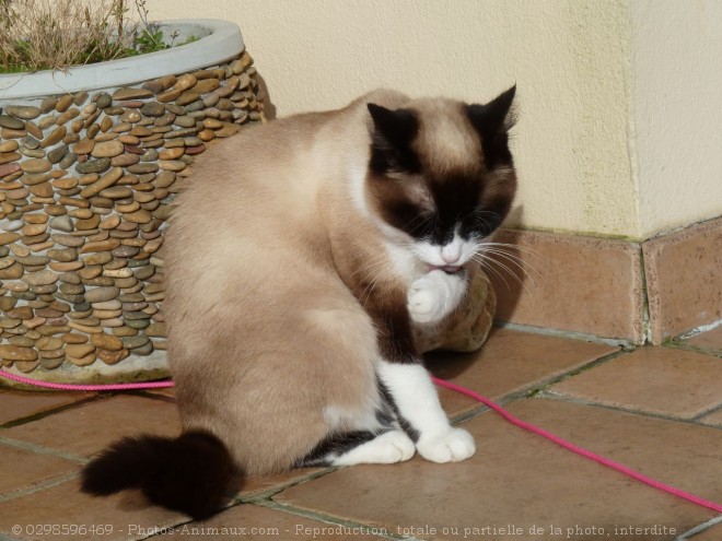 Photo de Chat domestique