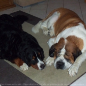 Photo de Saint-bernard poil long