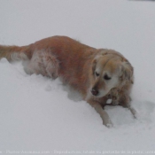 Photo de Golden retriever