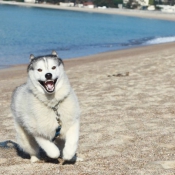 Photo de Husky siberien