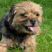 Photo de Border terrier