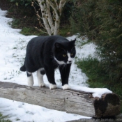 Photo de Chat domestique