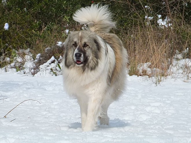 Photo de Chien de montagne des pyrnes