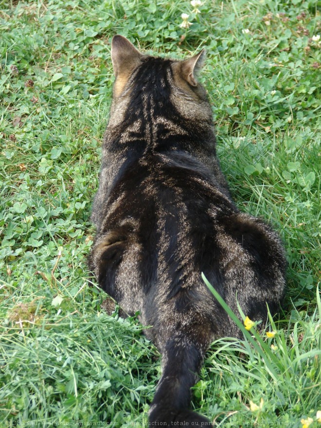 Photo de Chat domestique