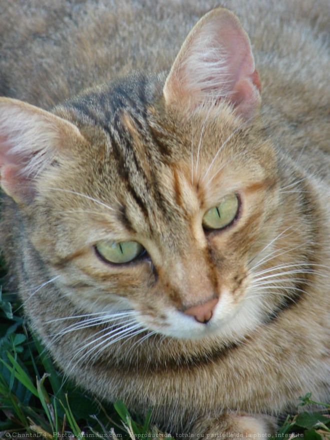 Photo de Chat domestique