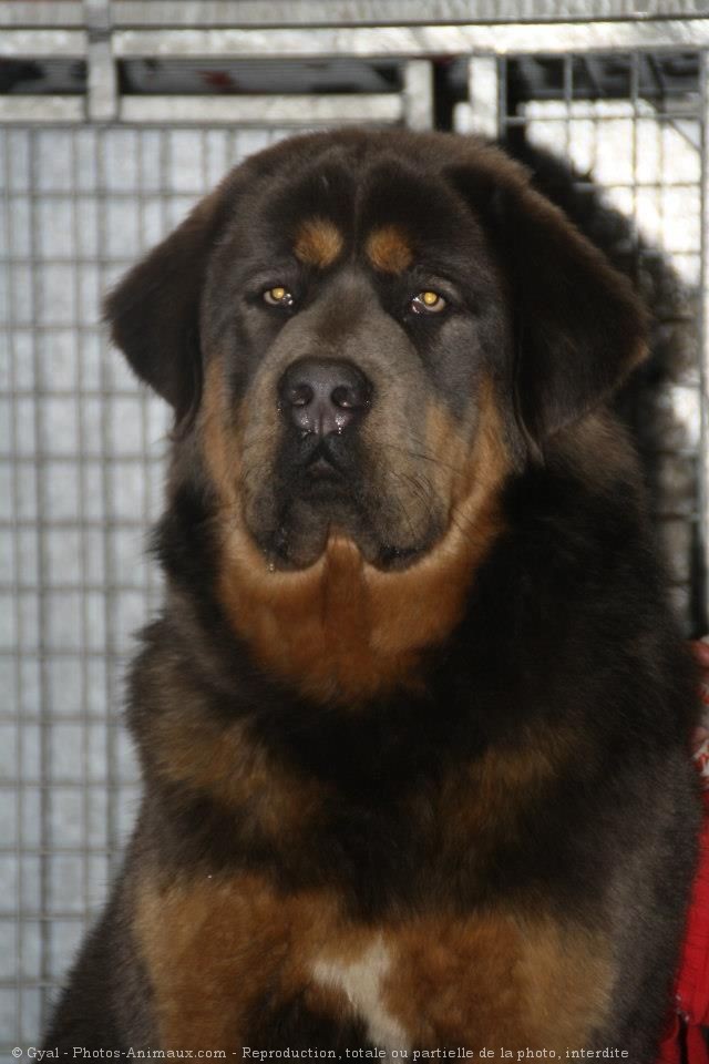 Photo de Dogue du tibet