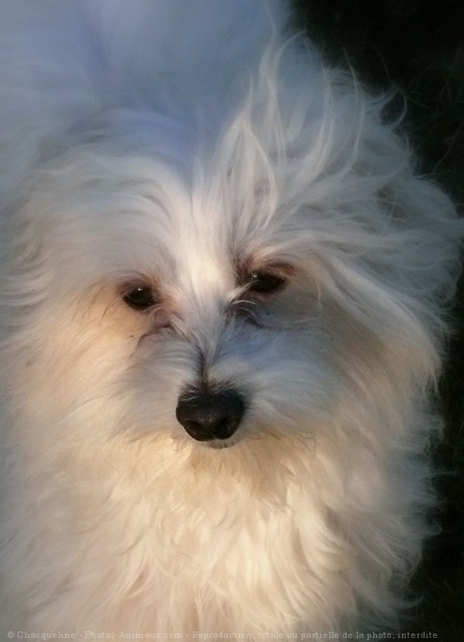 Photo de Coton de tulear