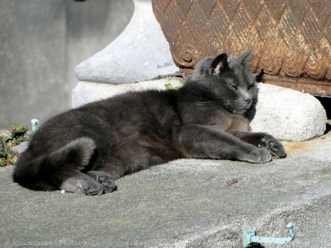 Photo de Chat domestique