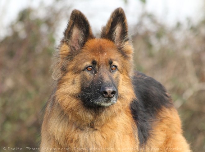 Photo de Berger allemand  poil court