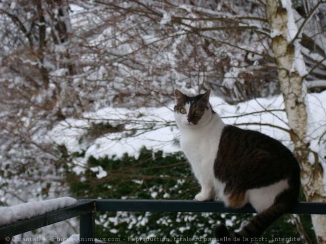 Photo de Chat domestique