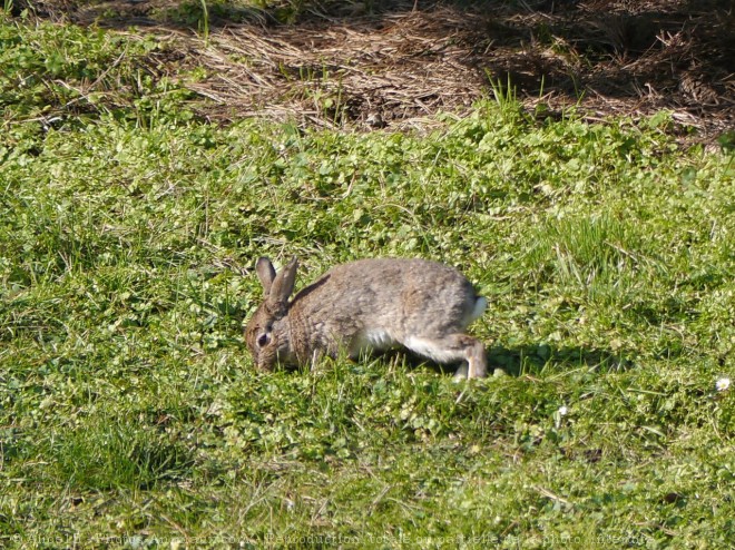 Photo de Lapin