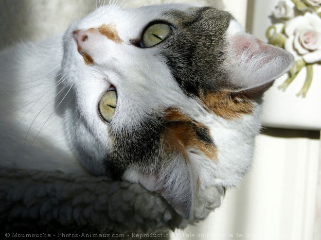 Photo de Chat domestique