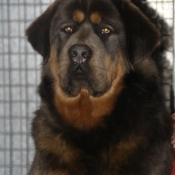 Photo de Dogue du tibet