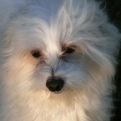 Photo de Coton de tulear