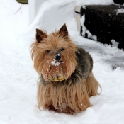 Photo de Yorkshire terrier