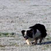 Photo de Border collie