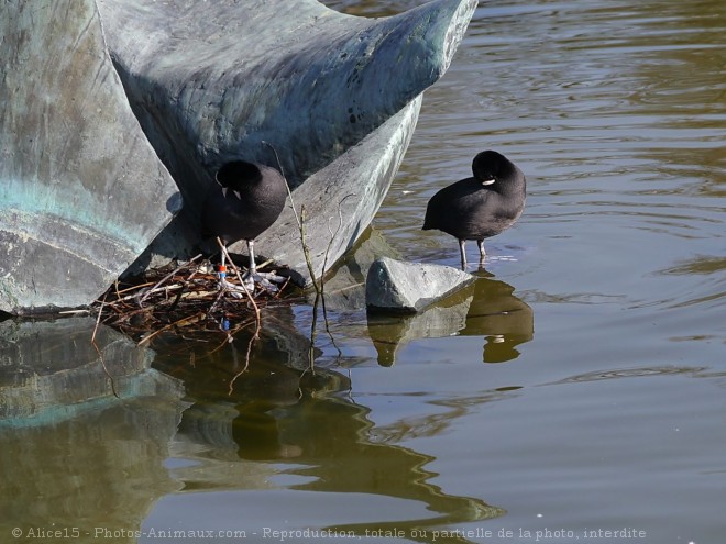 Photo de Foulque macroule