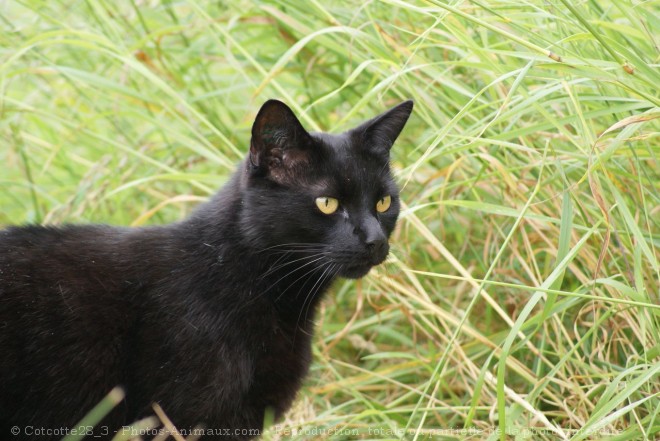 Photo de Chat domestique