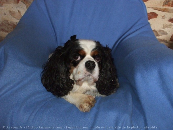 Photo de Cavalier king charles spaniel