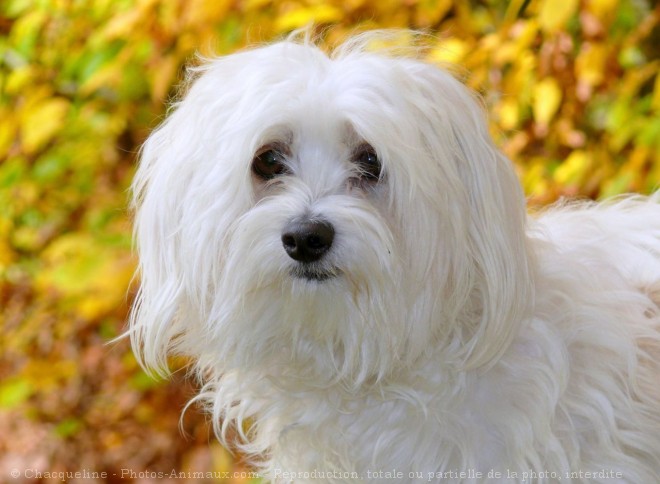 Photo de Coton de tulear