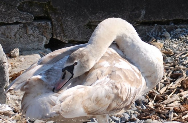 Photo de Cygne