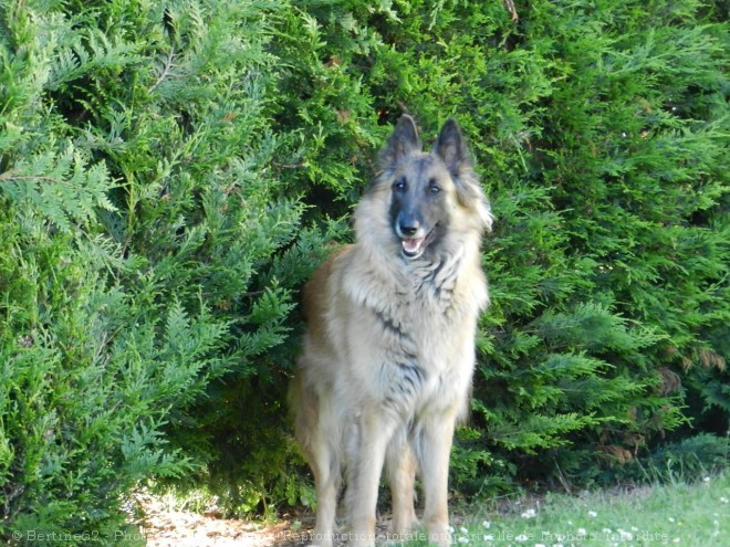 Photo de Berger belge tervueren