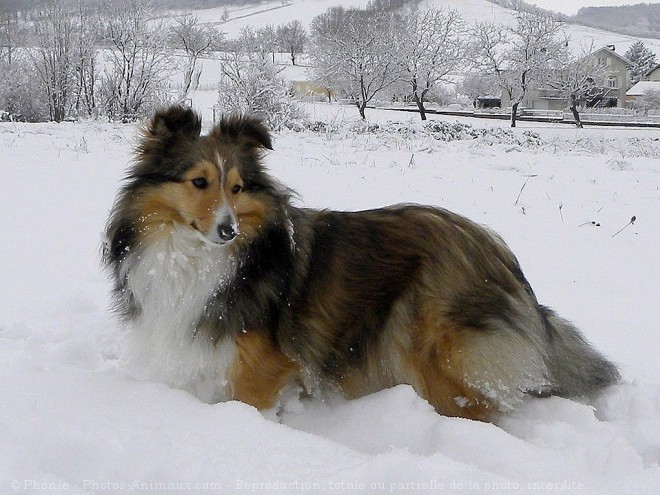 Photo de Chien de berger des shetland