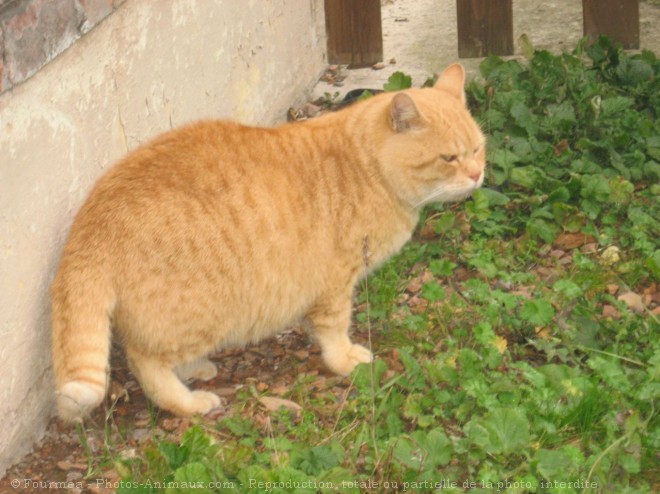 Photo de Chat domestique