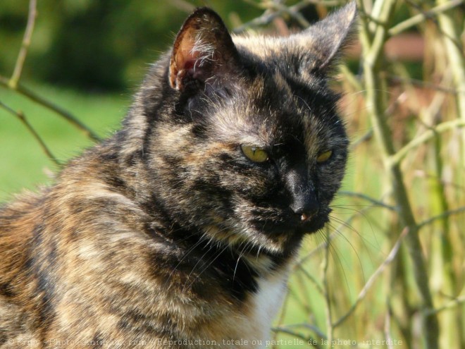 Photo de Chat domestique