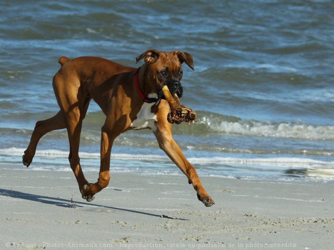 Photo de Boxer