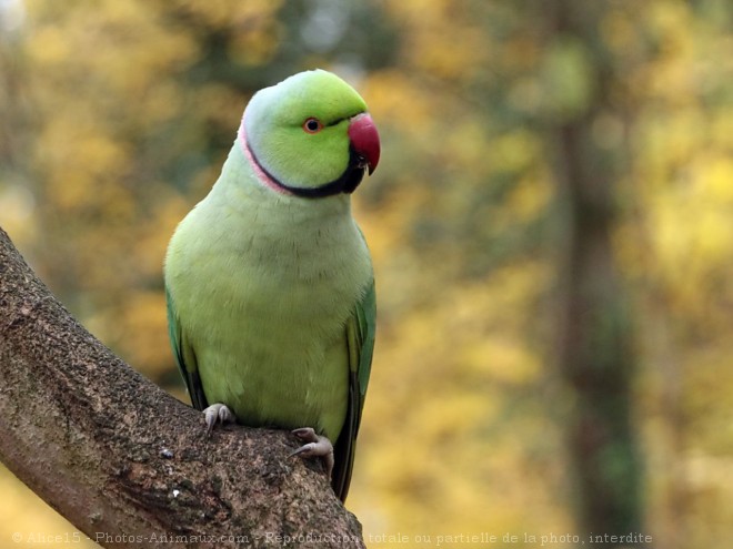 Photo de Perruche  collier