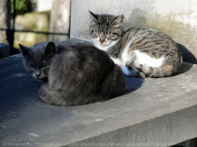 Photo de Chat domestique