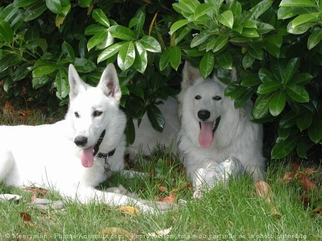 Photo de Berger blanc suisse