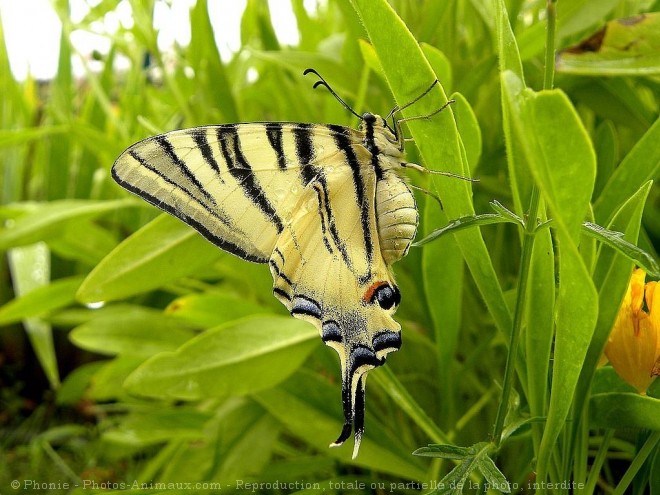 Photo de Papillon - flamb