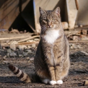 Photo de Chat domestique