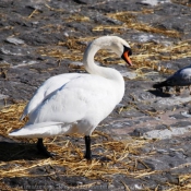 Photo de Cygne