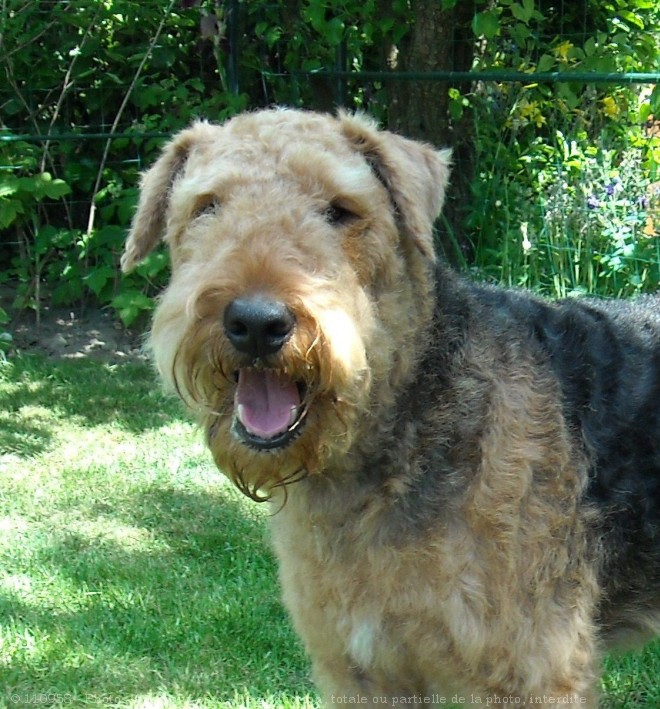 Photo d'Airedale terrier