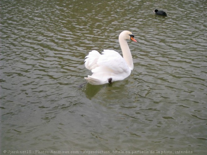 Photo de Cygne