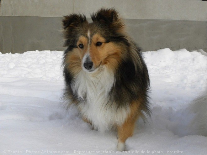 Photo de Chien de berger des shetland