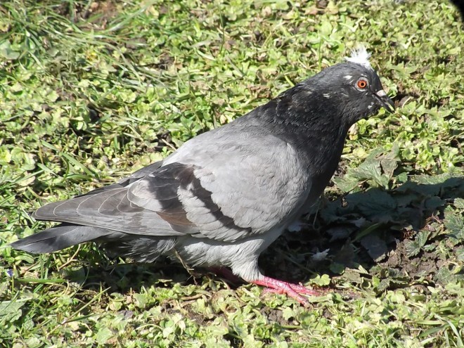 Photo de Pigeon