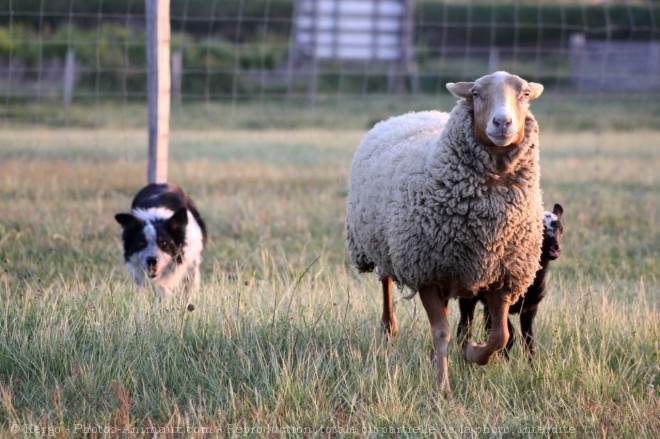 Photo de Border collie