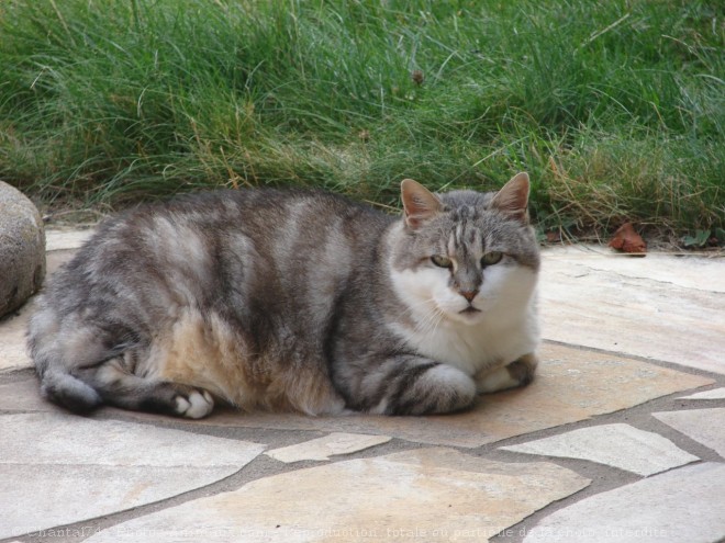 Photo de Chat domestique